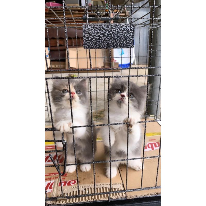 Kitten Persia Calico Peaknose Longhair bulu kapas