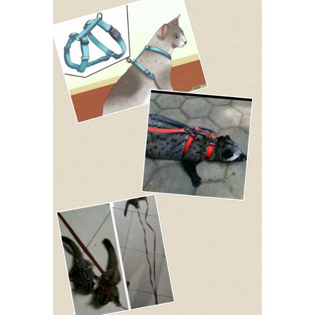 Hernes H kucing musang kelinci otter anjing monyet sugar glider iguana tupai marmut