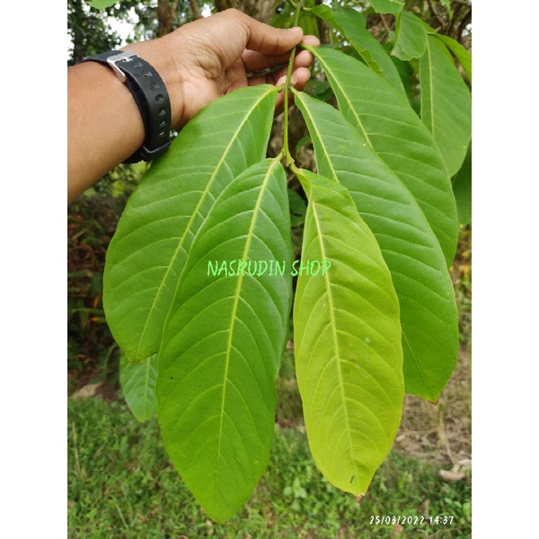 

[Fresh] DAUN BUNGUR SEGAR LANGSUNG PETIK / LAGERSTROEMIA / OBAT DIABETES / PROMO / HERBAL / TERLARIS