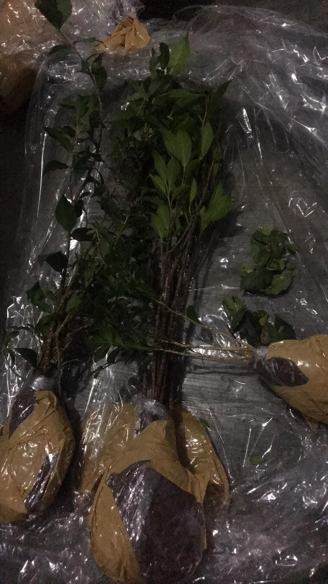 Sakura Mikro Sakura Jepang Bibit Bonsai