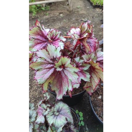 Tanaman begonia rex keong pink/ tapak dewa size S