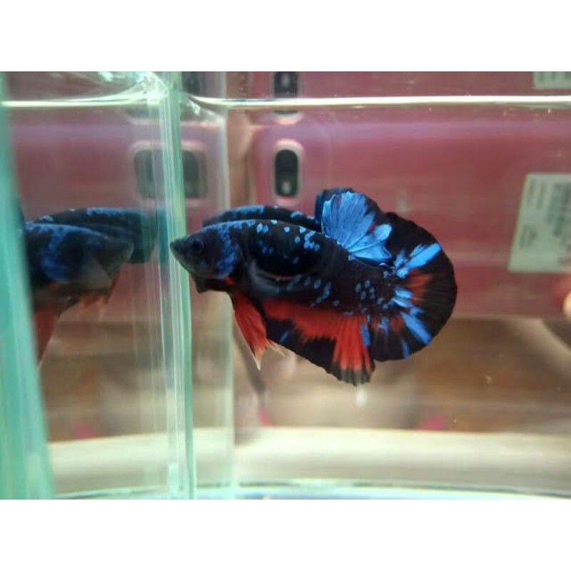 Ikan cupang avatar gordon