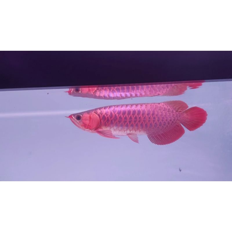 ikan arwana super red 40 cm spek ganteng