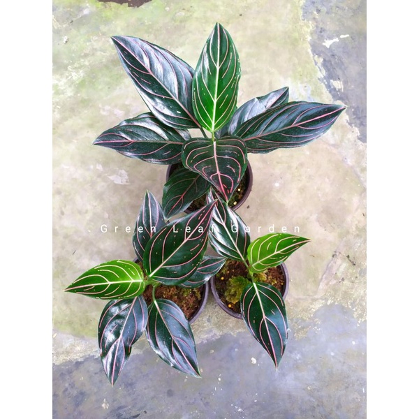 Aglonema Rotundum Tiger Ori Serat Merah