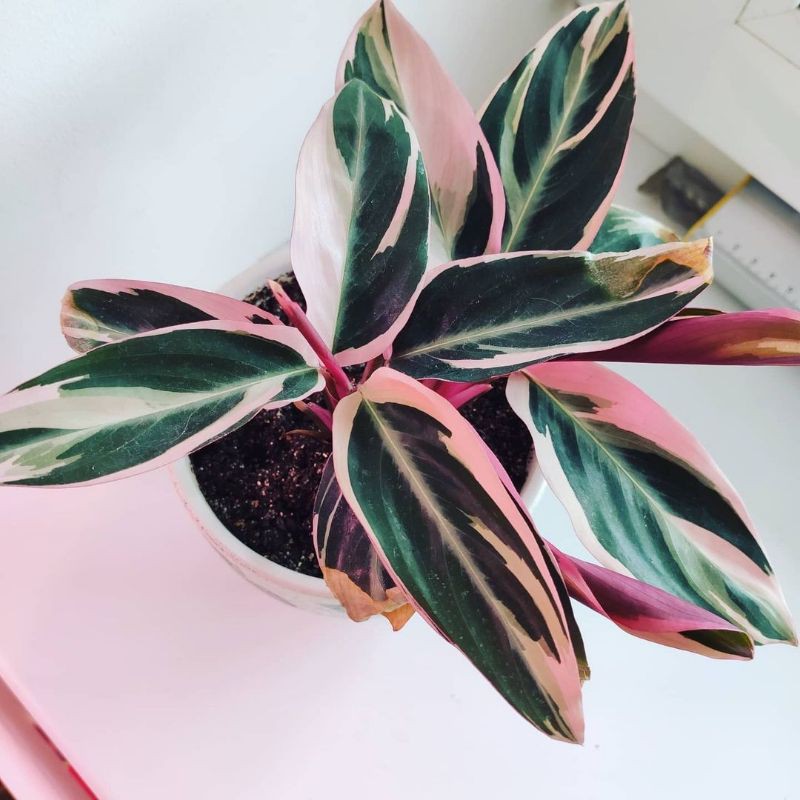 Calathea Multicolor_kalatea