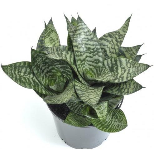 Bibit Tanaman Hias Sukulen Sansevieria 001
