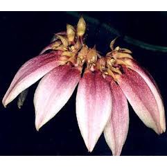 anggrek bulbophyllum lepidum bulbo