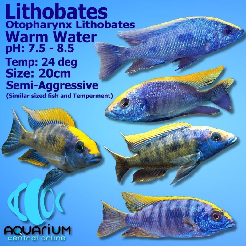Otopharynx Lithobates Zrock Cichlid Malawi