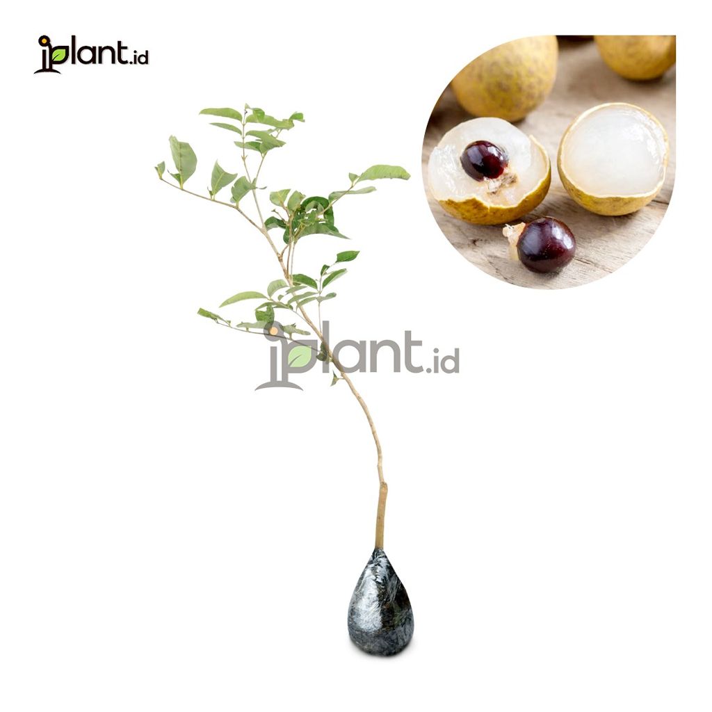 Kelengkeng Aroma Durian