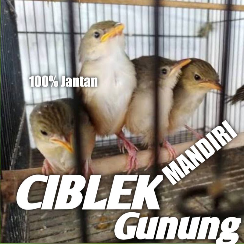 Burung Ciblek gunung jantan Mandiri Cigun Bekas Lolohan