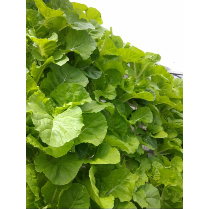 

Samhong" Fresh Vegetable Hidroponik