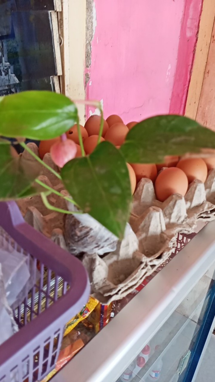 Murah Di Sini - Anthurium Mini Holland Putih Pucuk Ungu