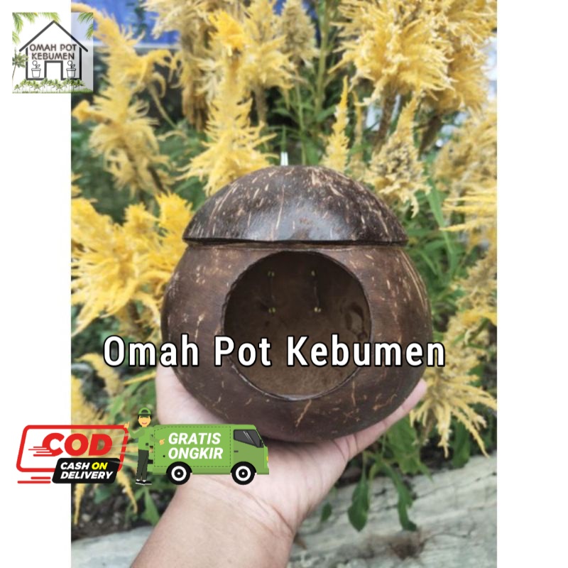 Termurah.. Glodok burung batok kelapa lovebird