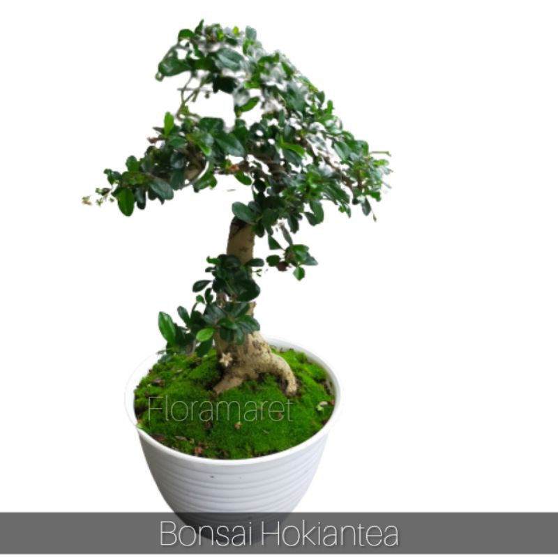 Bonsai Hokianti - Hokiantea