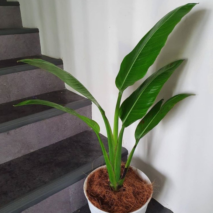 tanaman pohon pisang kipas/bibit pohon pisang kipas/pisang kipas hias