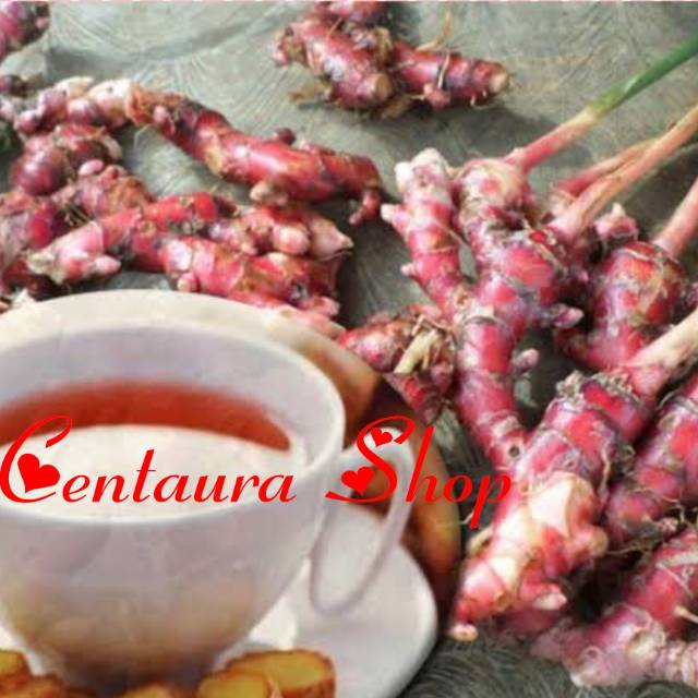 

Jahe Merah Kwalitas Super Unggul 1000gr