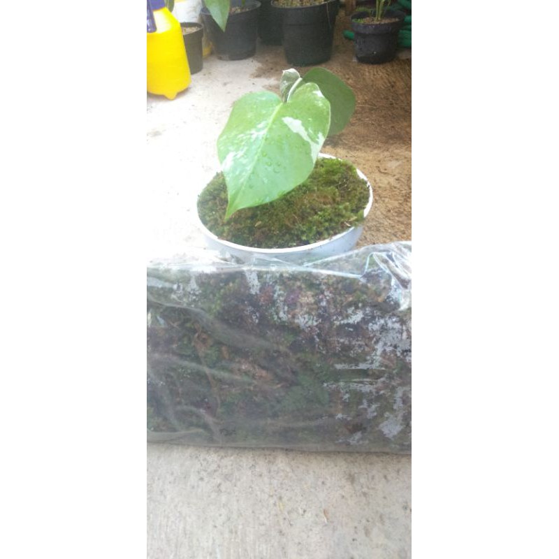 spagnum Moss atau forest Moss hidup