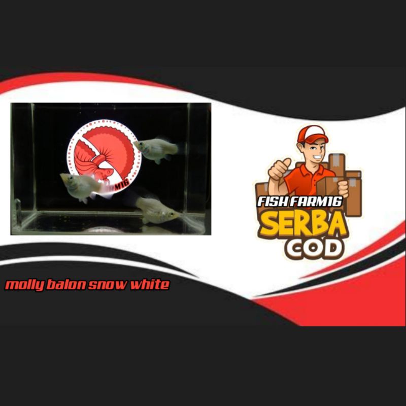 molly balon snow white // ikan hias