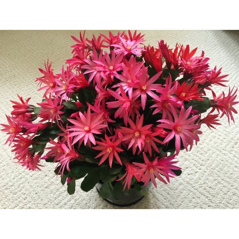 TANAMAN HIAS ”WIJAYA KUSUMA” merah BUNGA Wijaya Kusuma epiphyllum | tanaman hidup pohon gantung-tana