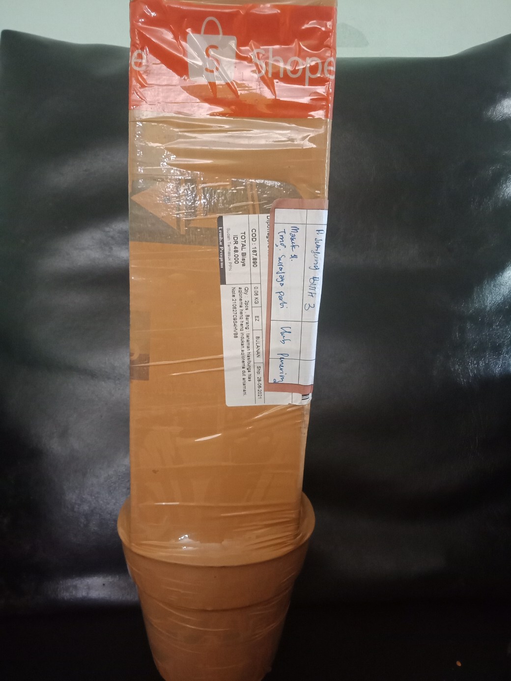 Tanaman Hias/bunga Hias Aglonema Heng Heng Indukan