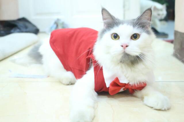 Kaos tuxedo merah putih untuk kucing dan anjing / baju kucing size S M L XL