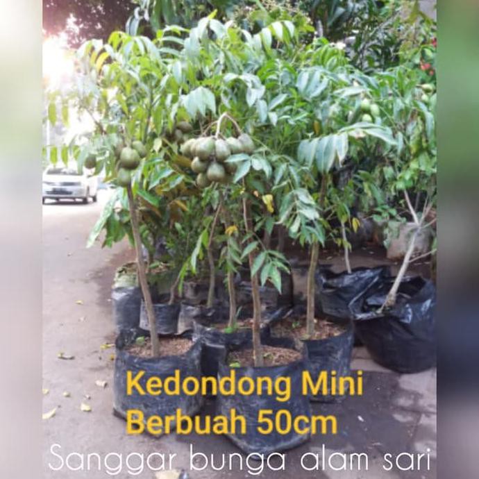 Tanaman Buah Kedondong / Bibit Buah Kedondong Murah Fprt