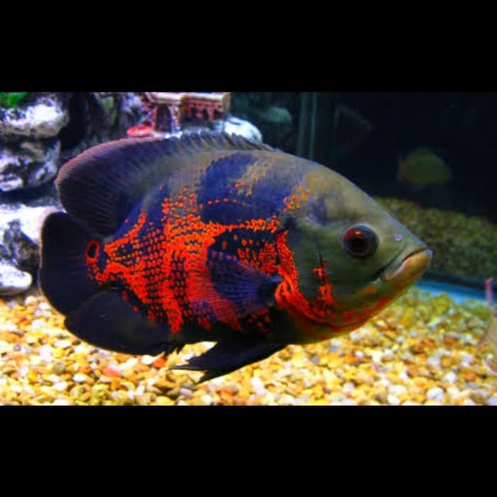 Ikan Oscar Tiger Batik Shopee Indonesia