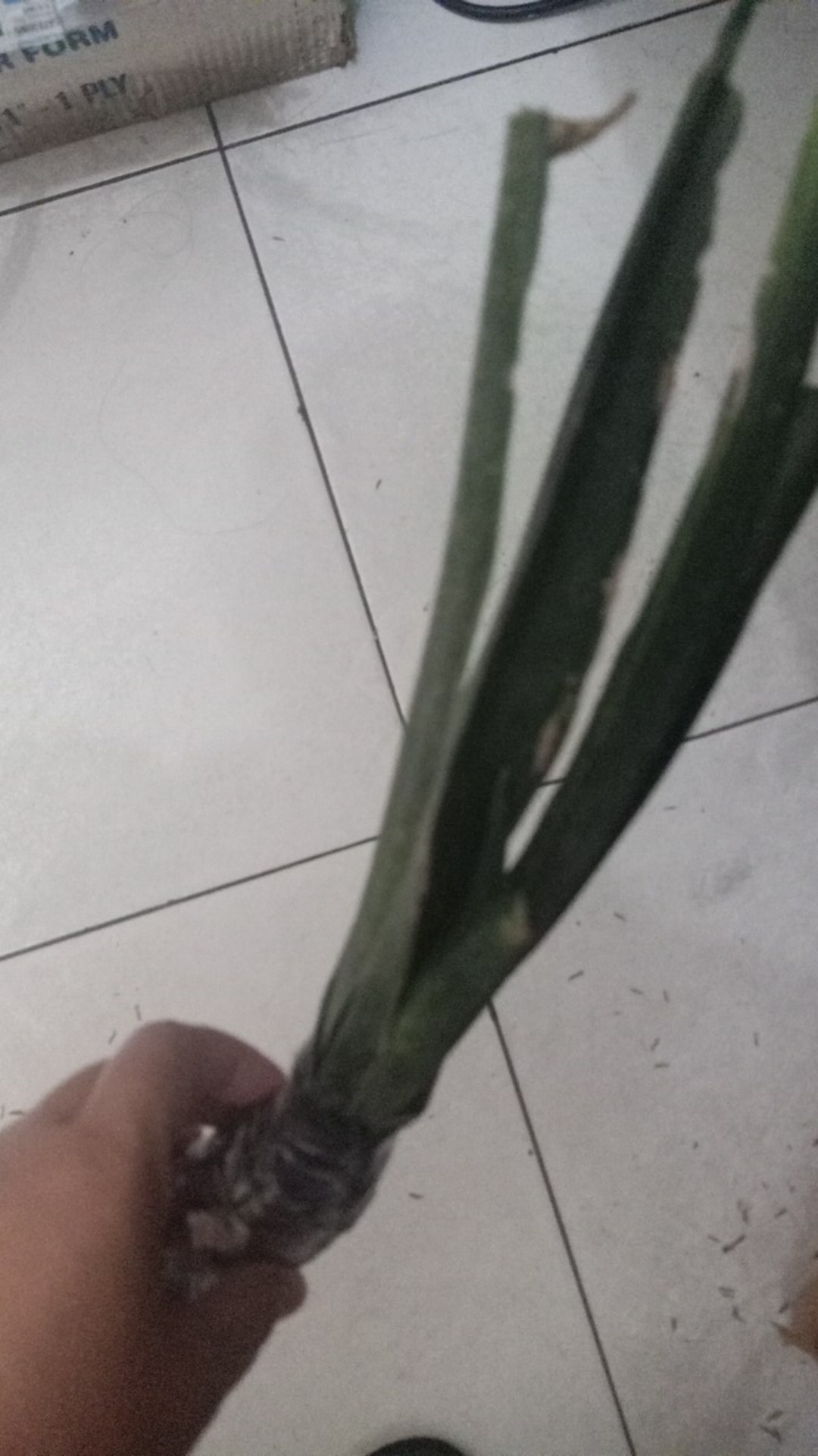 Tanaman Hias Sansevieria - Cylindrica - Sansevera - Sansivera - Sensivera