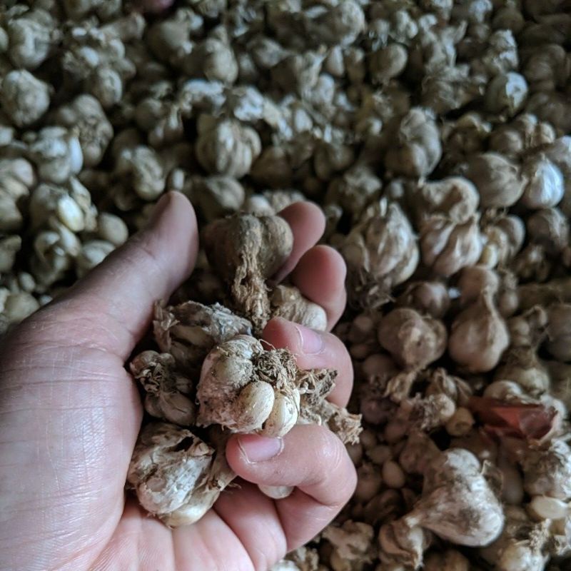 DIARY PETANI - Bibit Bawang Putih Jawa Siap Tanam