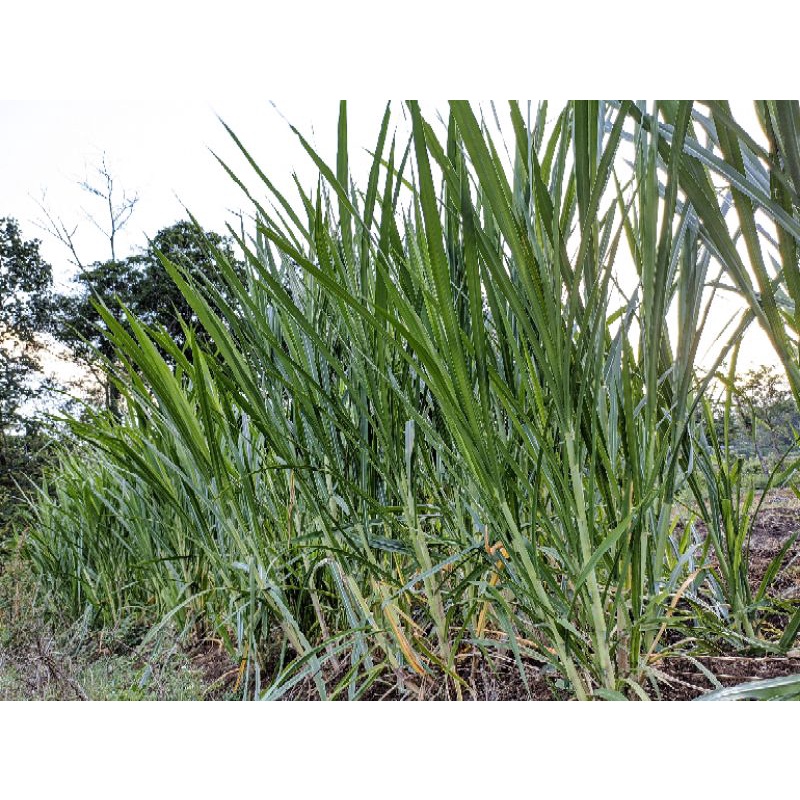 stek rumput BB BIOGEN - BIOVIOTAS