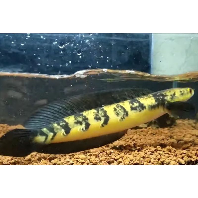 chana maru ys 20-22cm