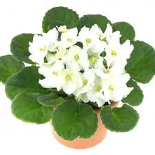 Tanaman Violces Bunga Putih/african Violet