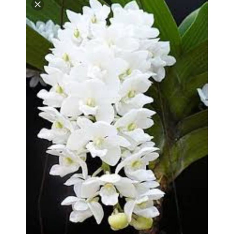 ANGGREK VANDA RHY GIGANTEA WHITE DEWASA