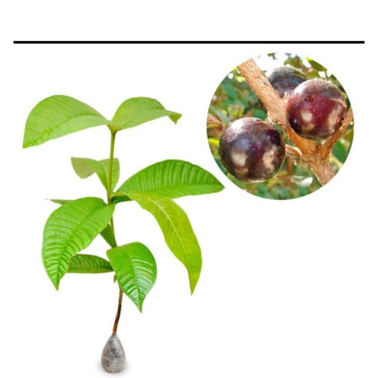 3 Bibit Buah Jambu Kupa Gowok Langka Unggul