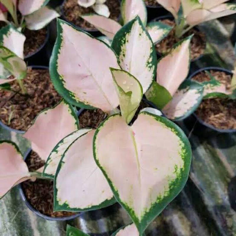 BONGGOL AGLONEMA KOCIN SUTRA