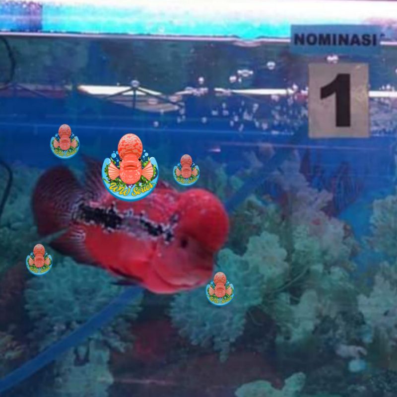 Pelet Progress WARNA Ikan Louhan - IONIC 9.9 Nine Point Nine Extreme Red Baby Ocean Free Pro Redsyn 