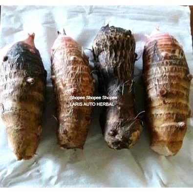 

Taro Bulbs Pulen Bulbs 1 Kg original quality from Indonesia