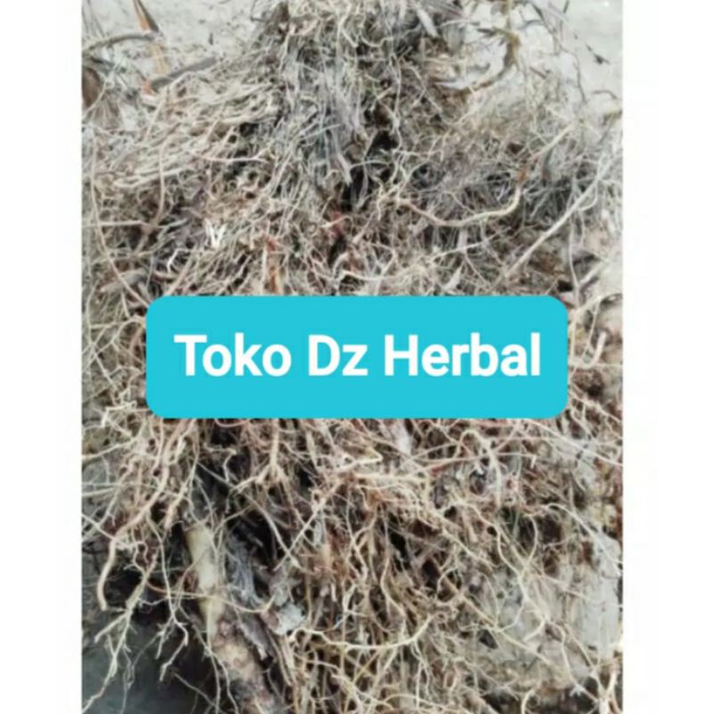 

Khusus akar sereh wangi sereh merah sereh lanang 300 gram-az