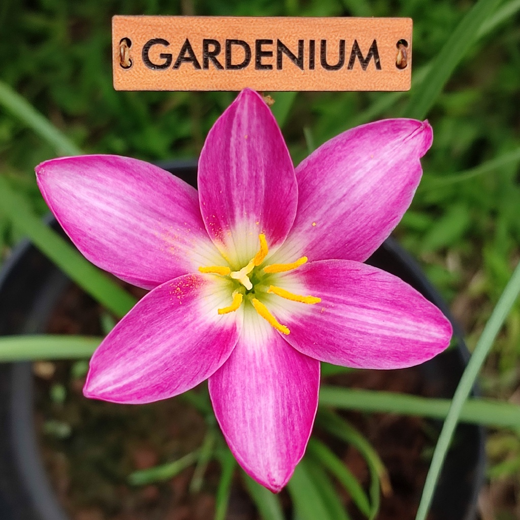 Umbi Bunga Rain Lily Orchid - Rainlily Zephyranthes Hybrid