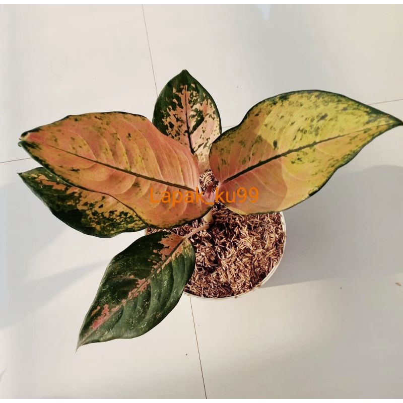 TERRMURAH [ DEWASA ] Aglonema kochin tembaga PROMO BESAR BESARAN