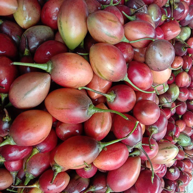 

Terong Belanda Manis