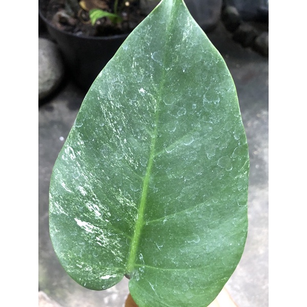 monstera varigata murah ekonomis