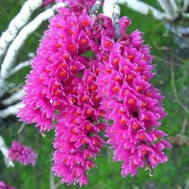 Anggrek Dendrobium Secundum/Anggrek Sikat Gigi