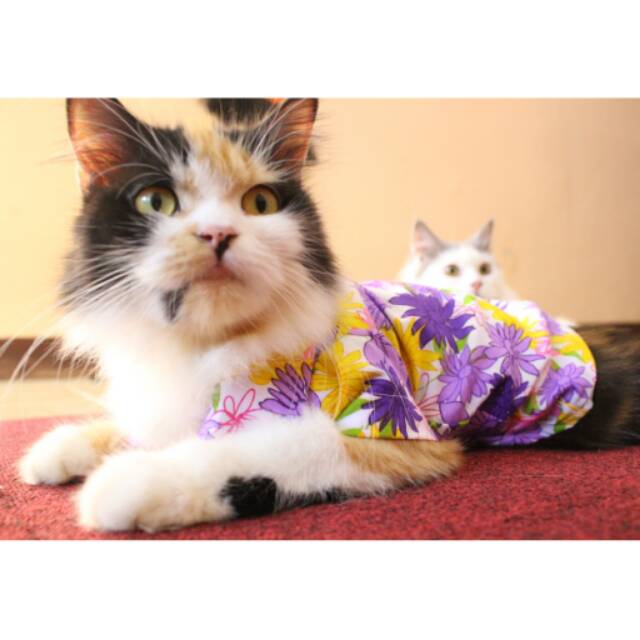 Baju pantai keren untuk kucing anjing / baju kucing / kostum kucing imut size S M L XL