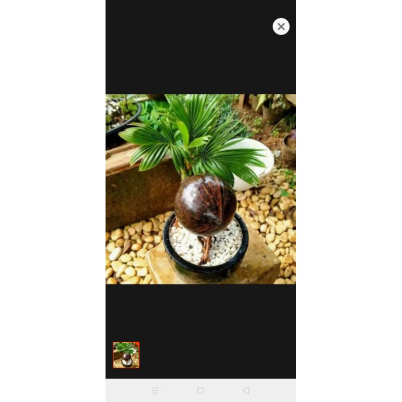 tanaman hias kelapa bonsai