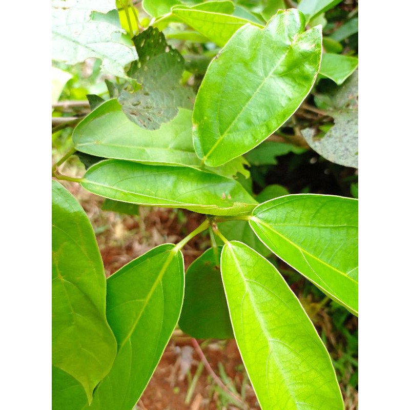 

daun ki panas/cingcau