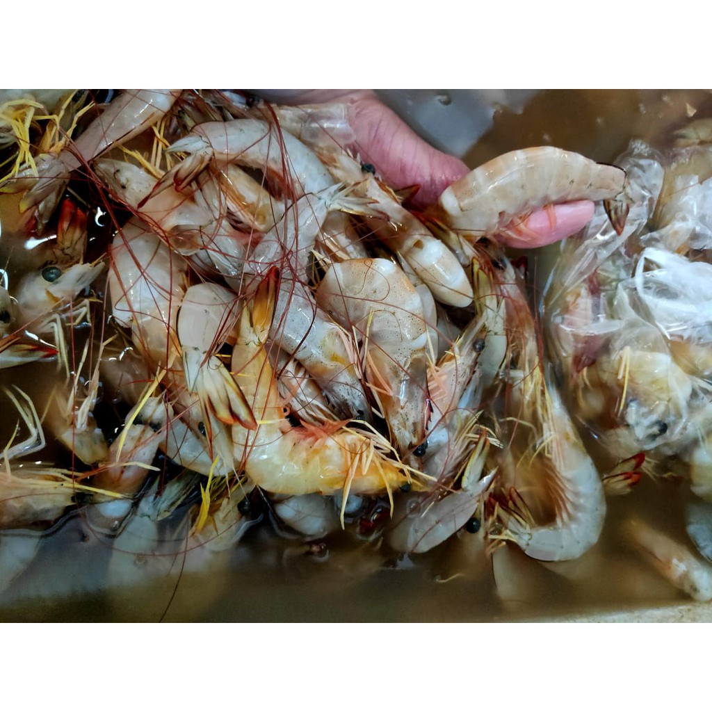 

Udang PECI LAUT TENGAH