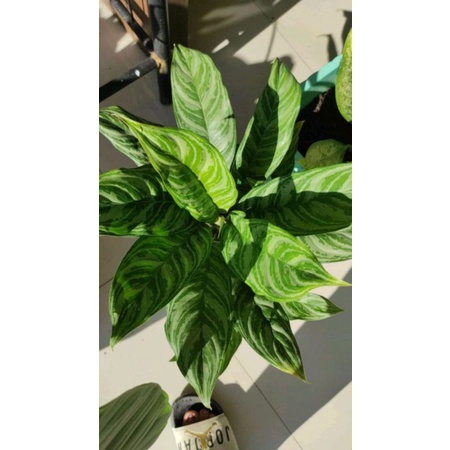 aglonema silver diven