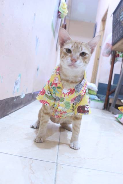 Kemeja kuning motif gambar kucing lucu untuk kucing dan anjing / baju kucing murah size S M L XL