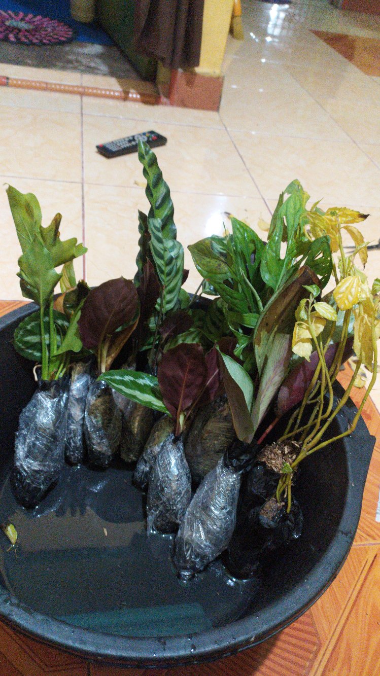 Tanaman Hias Pilea Mutiara - Piela Cardierei